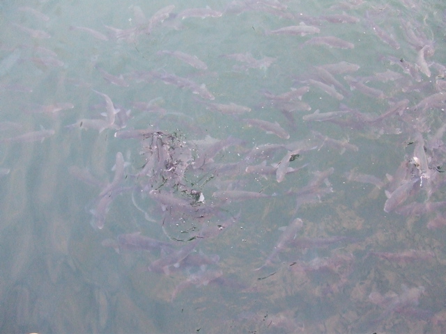 DSCF1814