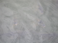 PICT0025